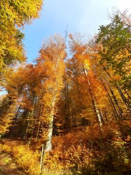 Bild zu Herbst / Winter AKTION